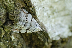 David Plant Photography - Wildlife Photography - Treble-bar - A